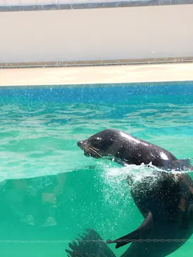 竹島水族館に投稿された画像（2026/5/17）