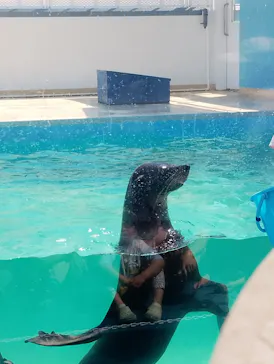 竹島水族館に投稿された画像（2026/5/17）