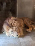 天王寺動物園に投稿された画像（2026/5/17）