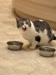 猫カフェモカ　イオンモール幕張新都心店に投稿された画像（2026/5/17）