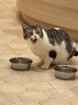 猫カフェモカ　イオンモール幕張新都心店に投稿された画像（2026/5/17）