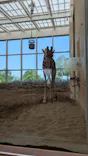 こども動物自然公園（埼玉県公園緑地協会）に投稿された画像（2026/5/17）