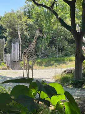 天王寺動物園に投稿された画像（2026/5/17）