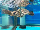名古屋港水族館に投稿された画像（2026/5/17）