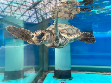 名古屋港水族館に投稿された画像（2026/5/17）