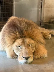 天王寺動物園に投稿された画像（2026/5/17）