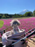 富士芝桜まつり(富士本栖湖リゾート)に投稿された画像（2026/5/17）