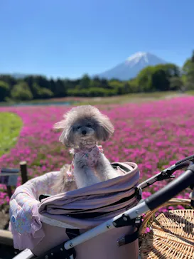 富士芝桜まつり(富士本栖湖リゾート)に投稿された画像（2026/5/17）