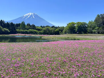 富士芝桜まつり(富士本栖湖リゾート)に投稿された画像（2026/5/17）