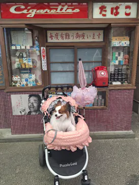 西武園ゆうえんちに投稿された画像（2026/5/17）