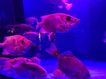 仙台うみの杜水族館に投稿された画像（2026/5/17）