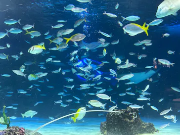 サンシャイン水族館に投稿された画像（2026/5/17）