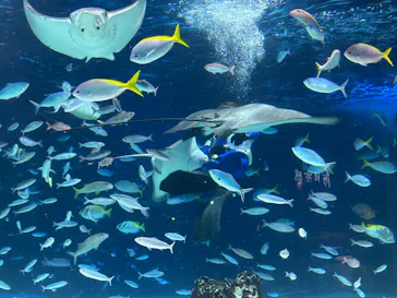 サンシャイン水族館に投稿された画像（2026/5/17）