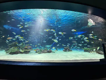 サンシャイン水族館に投稿された画像（2026/5/17）