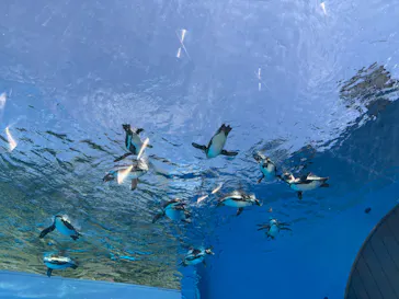 サンシャイン水族館に投稿された画像（2026/5/17）