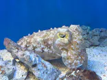 サンシャイン水族館に投稿された画像（2026/5/17）