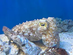サンシャイン水族館に投稿された画像（2026/5/17）