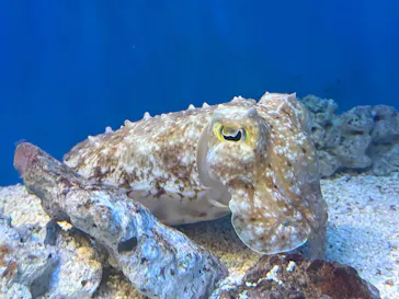 サンシャイン水族館に投稿された画像（2026/5/17）