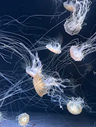 サンシャイン水族館に投稿された画像（2026/5/17）