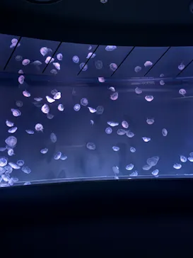 サンシャイン水族館に投稿された画像（2026/5/17）