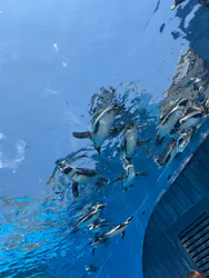 サンシャイン水族館に投稿された画像（2026/5/17）