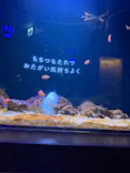 横浜開運水族館 フォーチュンアクアリウムに投稿された画像（2026/5/17）