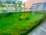 環境水族館アクアマリンふくしまに投稿された画像（2026/5/17）