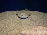 アクアワールド茨城県大洗水族館に投稿された画像（2026/5/17）