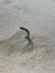 アクアワールド茨城県大洗水族館に投稿された画像（2026/5/17）