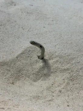 アクアワールド茨城県大洗水族館に投稿された画像（2026/5/17）