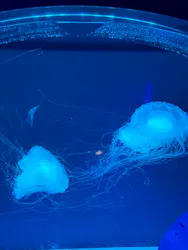 アクアワールド茨城県大洗水族館に投稿された画像（2026/5/17）