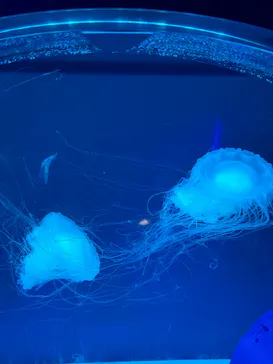 アクアワールド茨城県大洗水族館に投稿された画像（2026/5/17）