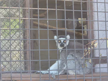恩賜上野動物園に投稿された画像（2026/5/17）