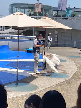 大分マリーンパレス水族館 「うみたまご」に投稿された画像（2026/5/17）