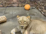 いしかわ動物園に投稿された画像（2026/5/17）