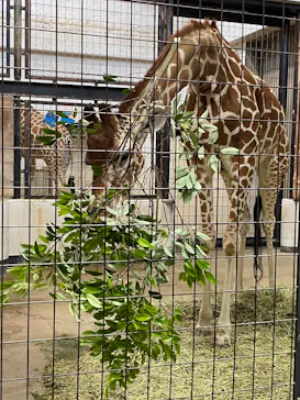 いしかわ動物園に投稿された画像（2026/5/17）