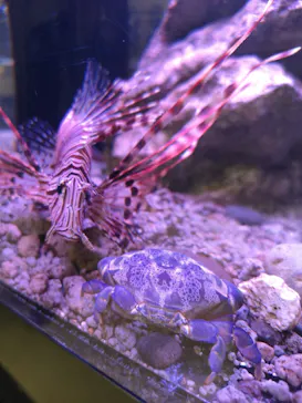 特別展「超危険生物展　科学で挑む生き物の本気」に投稿された画像（2026/5/17）