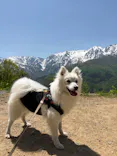 白馬岩岳マウンテンリゾートに投稿された画像（2026/5/17）