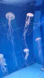 新江ノ島水族館に投稿された画像（2026/5/17）