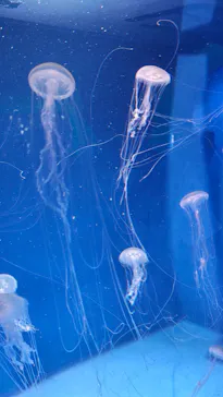 新江ノ島水族館に投稿された画像（2026/5/17）