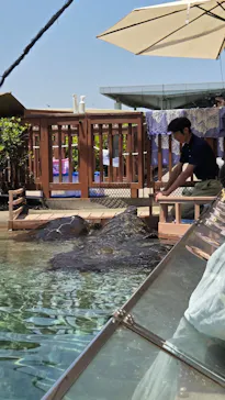 新江ノ島水族館に投稿された画像（2026/5/17）