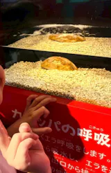 世界淡水魚園水族館　アクア・トトぎふに投稿された画像（2026/5/17）