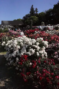 京成バラ園に投稿された画像（2026/5/17）