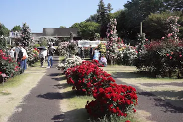 京成バラ園に投稿された画像（2026/5/17）