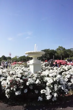 京成バラ園に投稿された画像（2026/5/17）