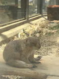 名古屋市東山動植物園に投稿された画像（2026/5/17）