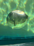 しながわ水族館に投稿された画像（2026/5/17）