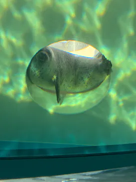 しながわ水族館に投稿された画像（2026/5/17）