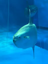 アクアワールド茨城県大洗水族館に投稿された画像（2026/5/17）