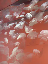 アクアワールド茨城県大洗水族館に投稿された画像（2026/5/17）